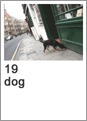 19 dog